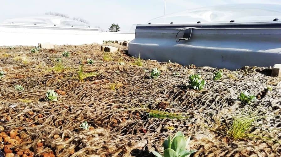 Geomaty na zielonych dachach