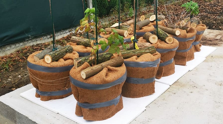 Mata kokosowa przeciw mrozowi