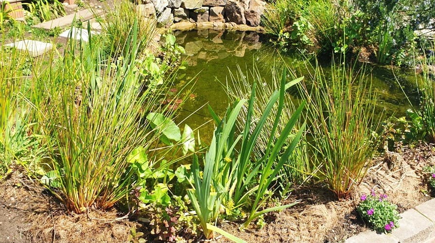 Siatka kokosowa w oczku wodnym