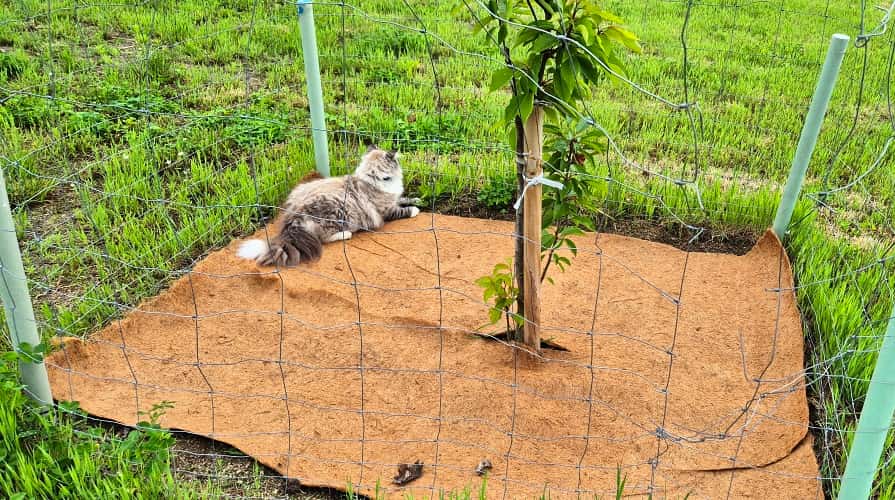 Mata kokosowa jako podkładka