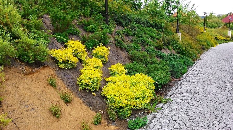 Zbyt rzadka roślinność na skarpie