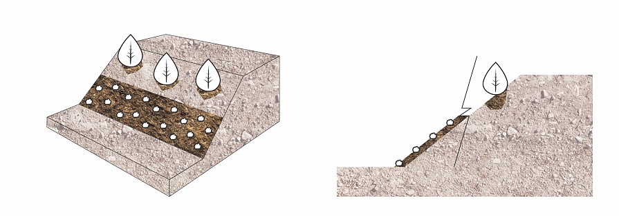 Zazielenienie skarpy po ułożeniu przeciwerozyjnej geomaty